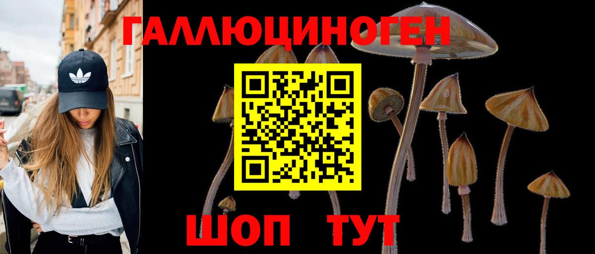 Псилоцибиновые грибы Psilocybe Усть-Джегута